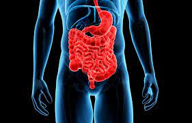 IMAGE OF COLON